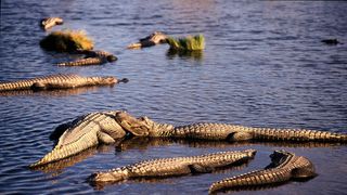 North Carolina Alligator Mating Season Is Underway: What New Residents and Homebuyers Should Know (featured)
