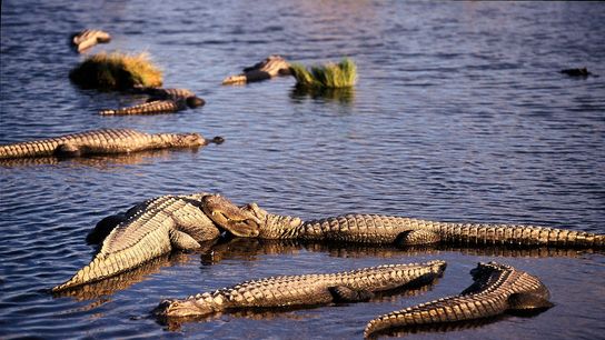 North Carolina Alligator Mating Season Is Underway: What New Residents and Homebuyers Should Know (featured)